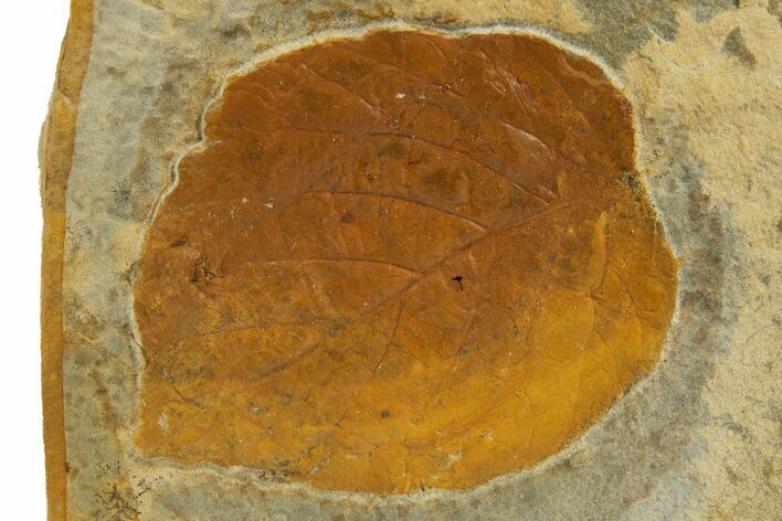 Fossil Leaf (Davidia) - Montana #327200